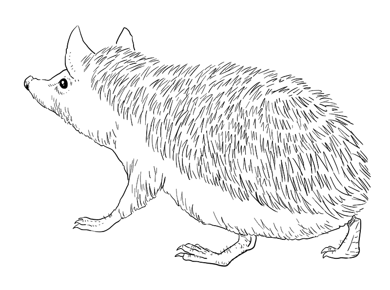 Long-eared hedgehog