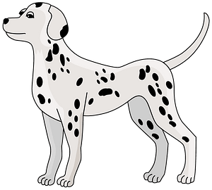 Dalmata