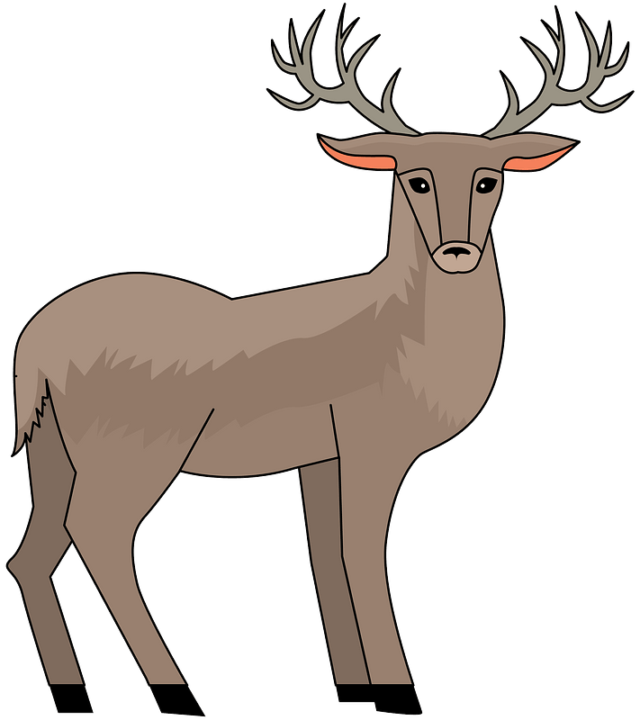 Deer