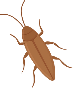 Cucaracha