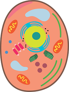 Animal cell