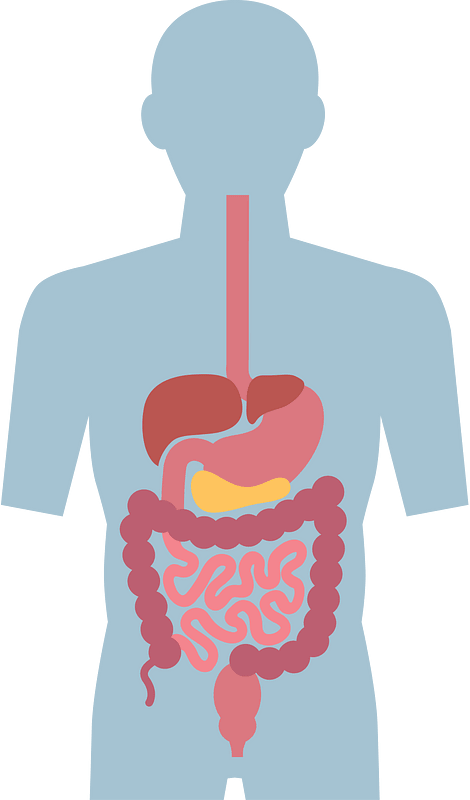 Digestive system