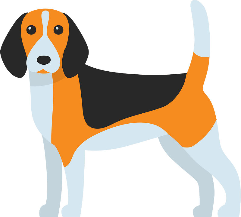 米格魯獵兔犬