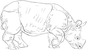 Indian rhino