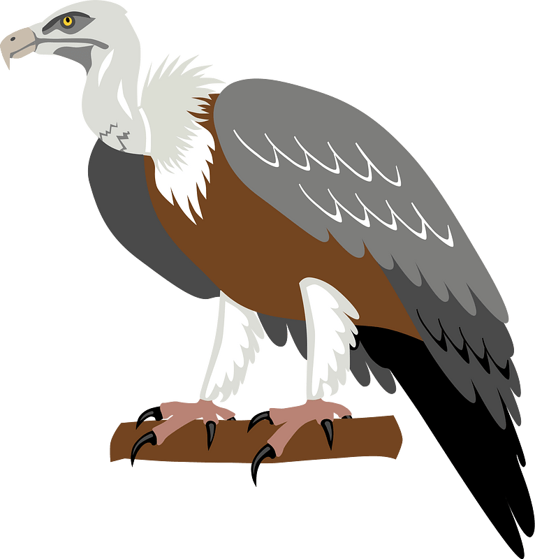 Avvoltoio