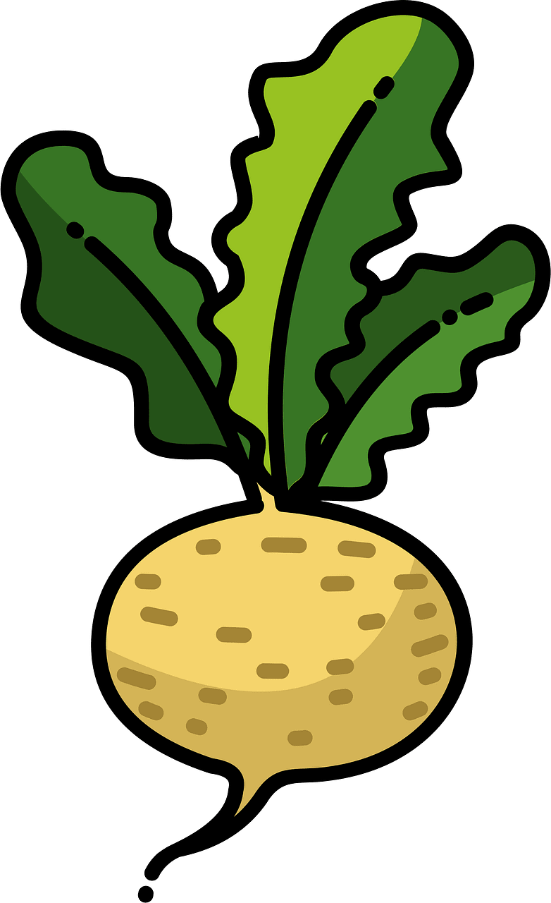 Turnip