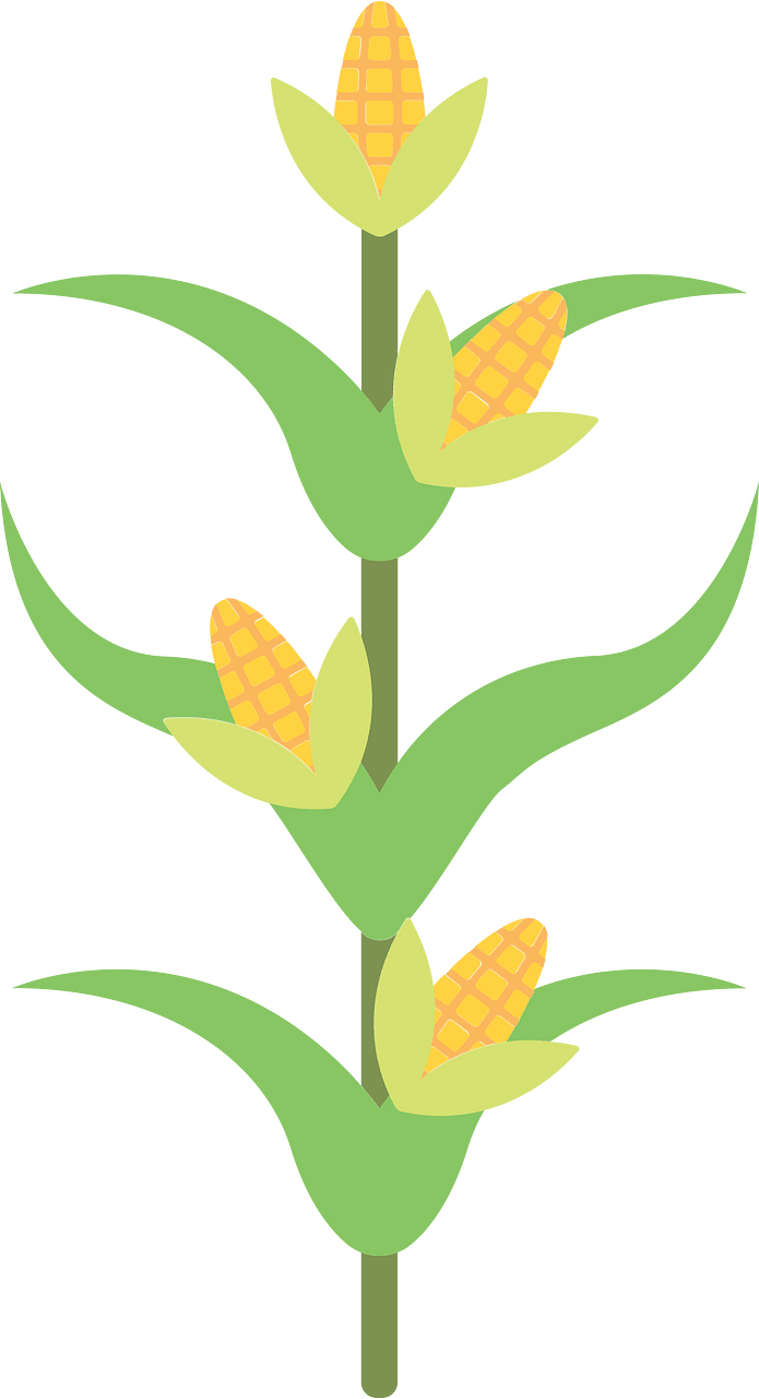 Corn stalk