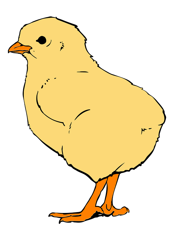 小雞