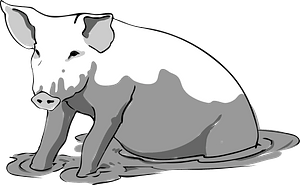 Pig in a puddle
