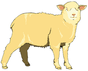 Sheep
