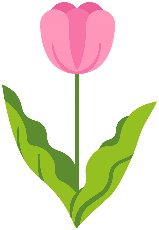 Tulip