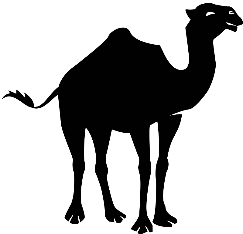 Camel