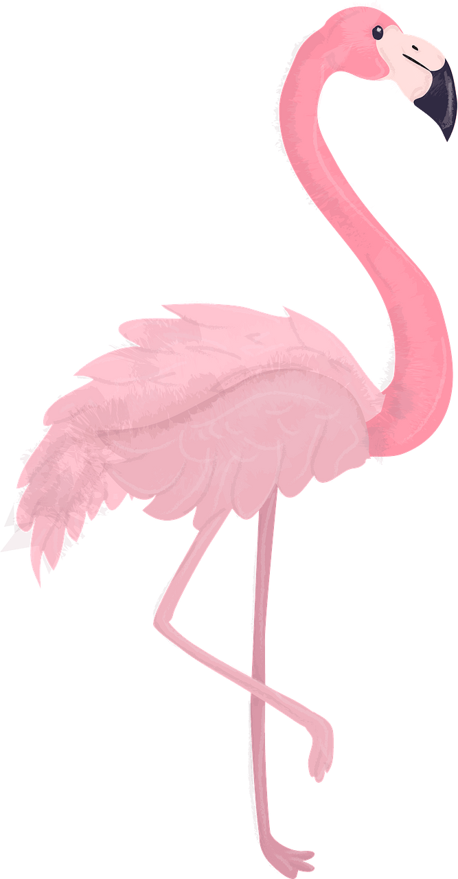 火烈鳥