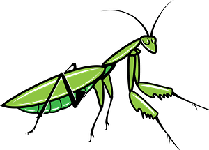 Grasshopper