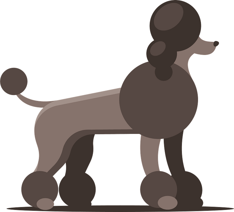 贵宾犬