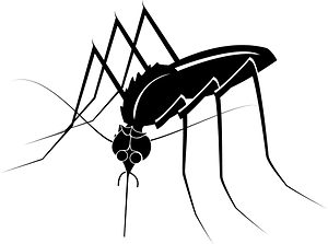 Mosquito