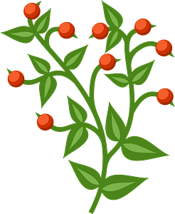 Branch with red berries