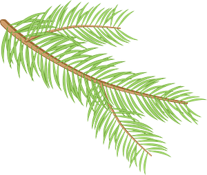 Spruce branch