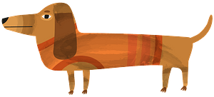 Dachshund