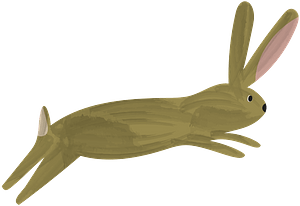 Rabbit