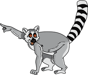 Ring-tailed Lemur