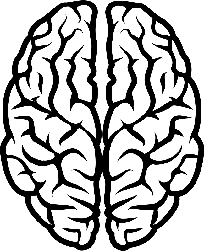 Brain
