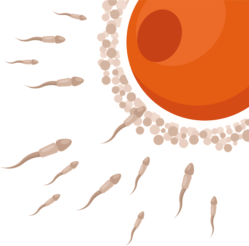 Fertilization
