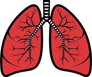 Lungs 