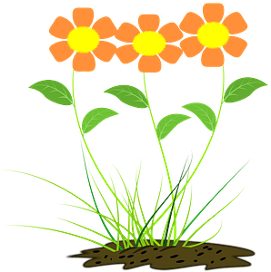 Orange flowers