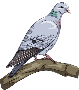 Stock Dove