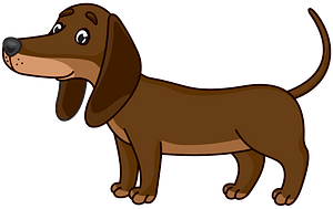 Dachshund