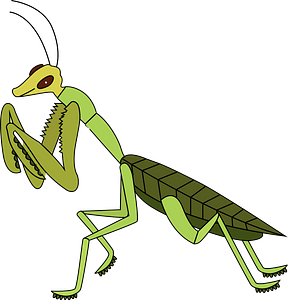 Bedende mantis