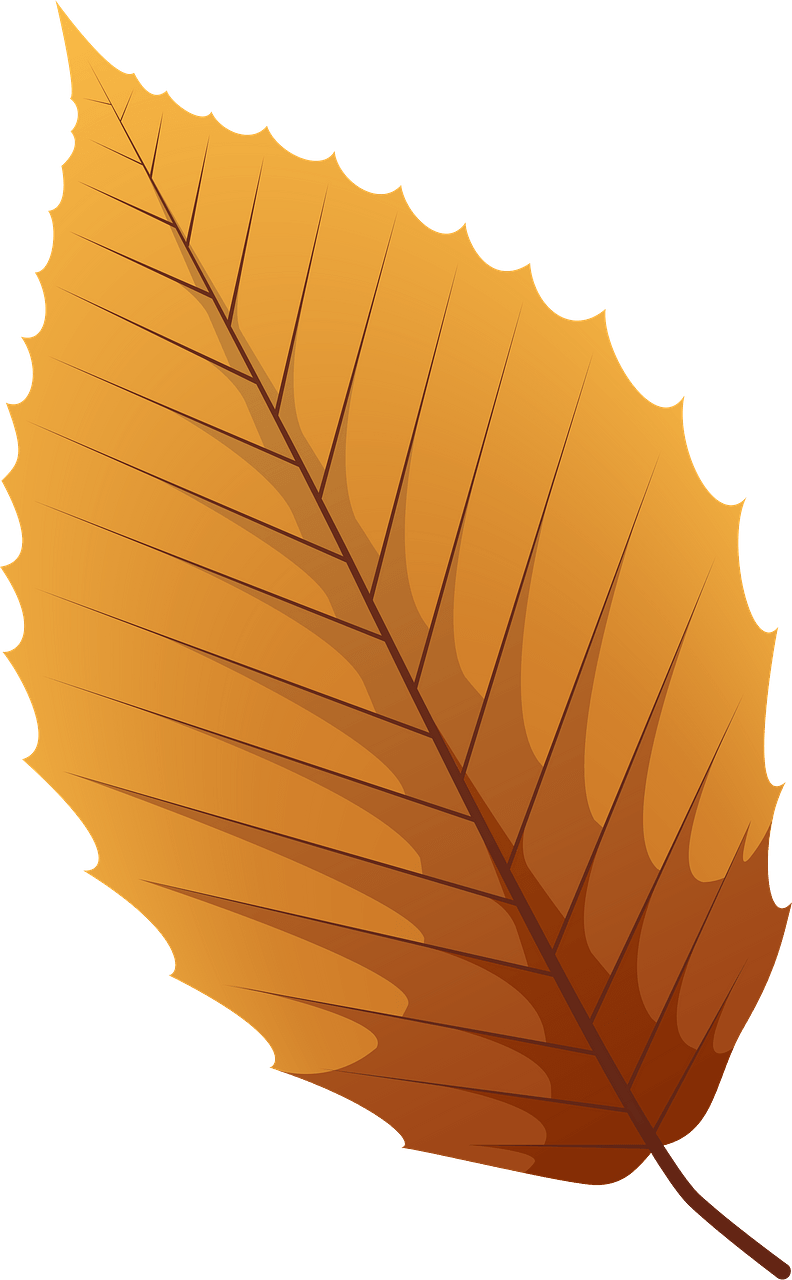 American beech late autumn leaf