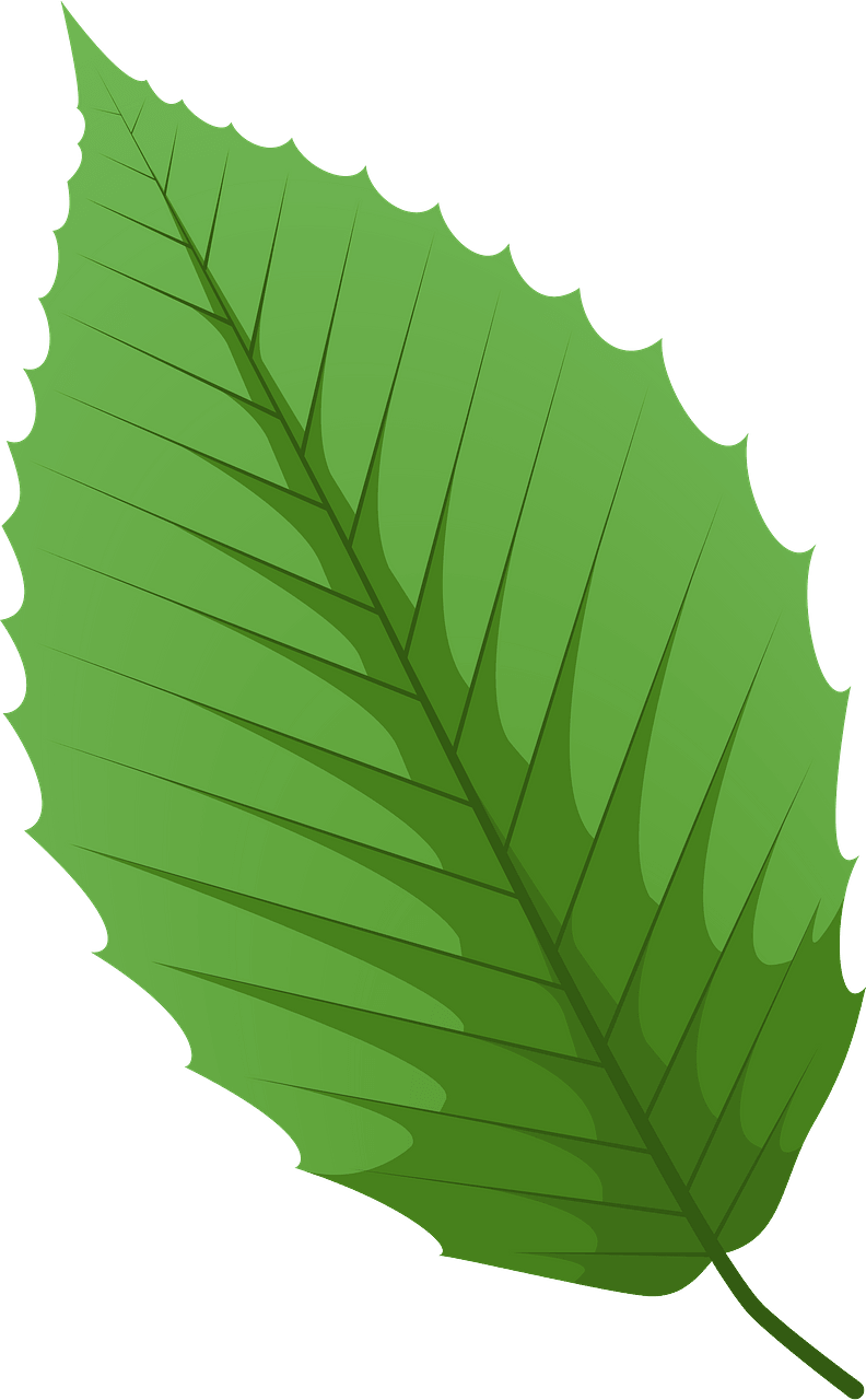 American beech green leaf