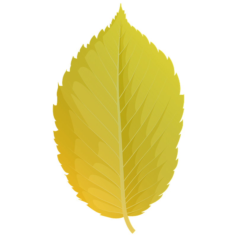 American elm yellow leaf