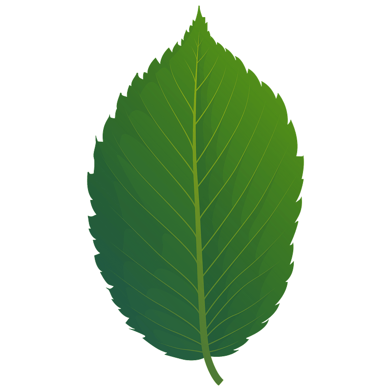American elm spring leaf