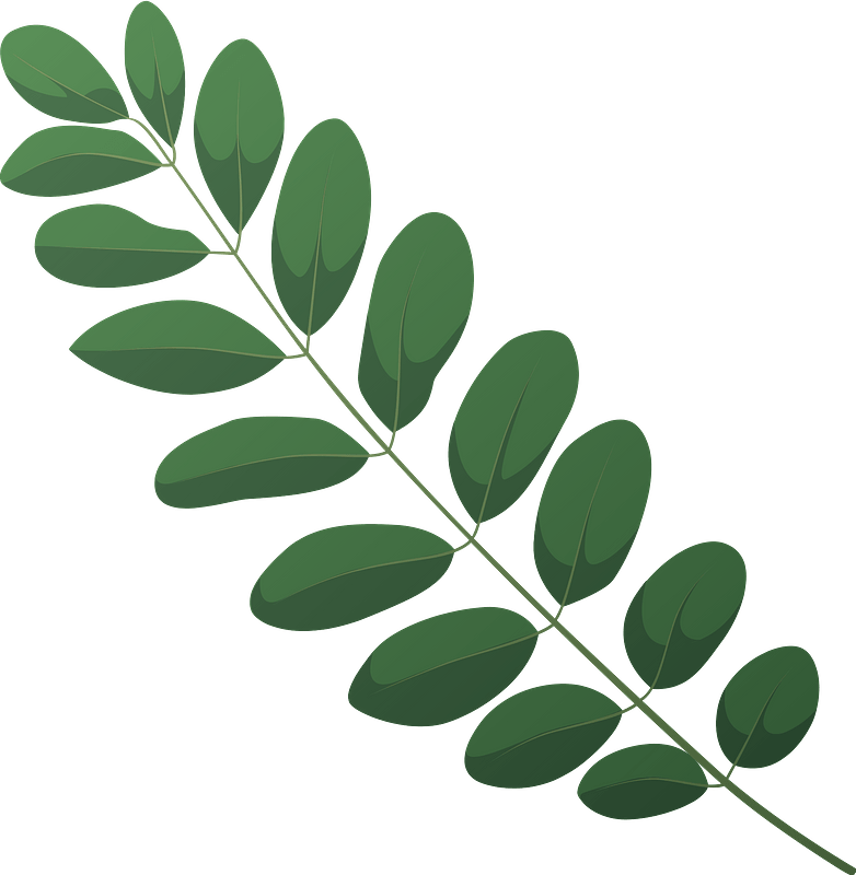 Black locust spring leaf