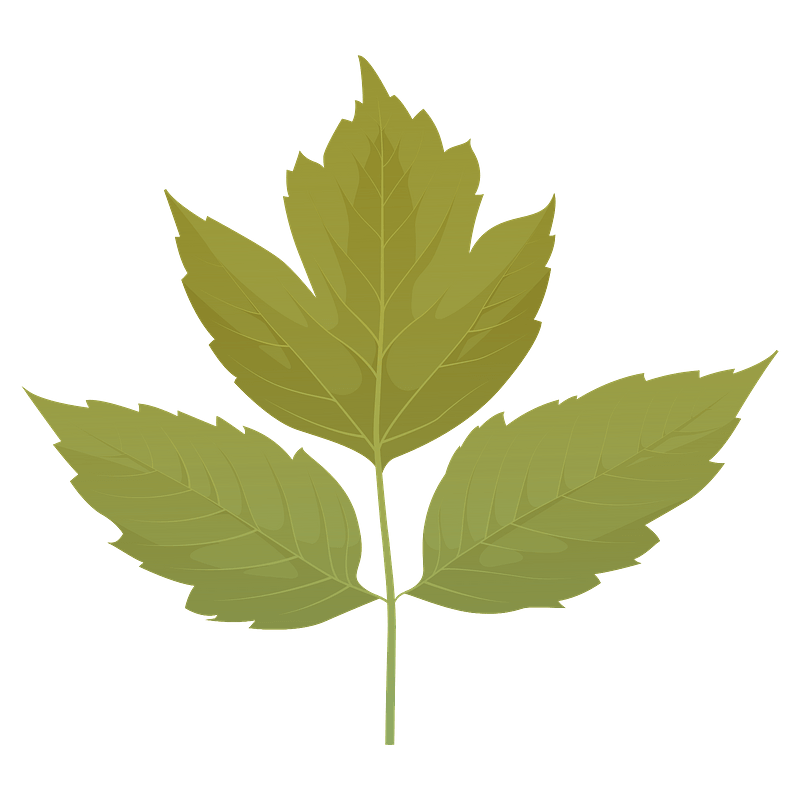 Box elder summer leaf