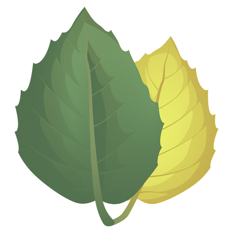 Golden oak summer leaf