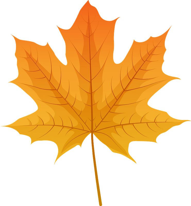 Norway maple red leaf