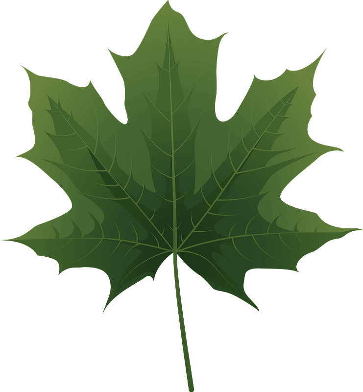 Norway maple green leaf