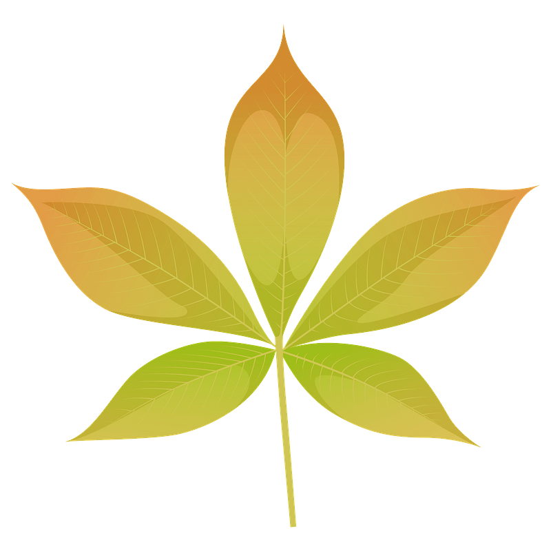 Ohio buckeye yellow leaf