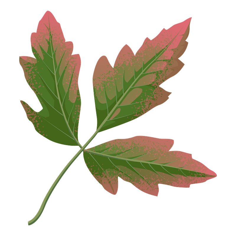 Paperbark maple autumn leaf
