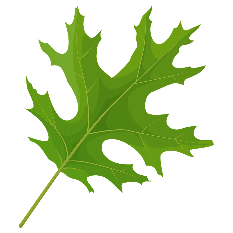 Scarlet oak green leaf