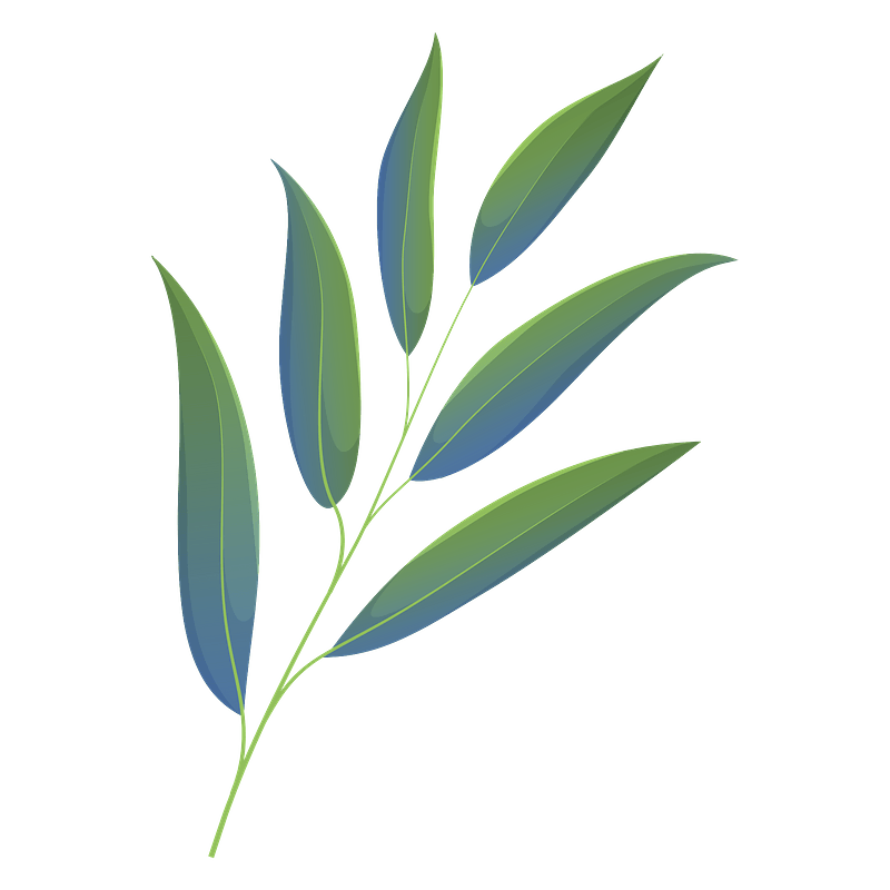 Willow oak spring leaf