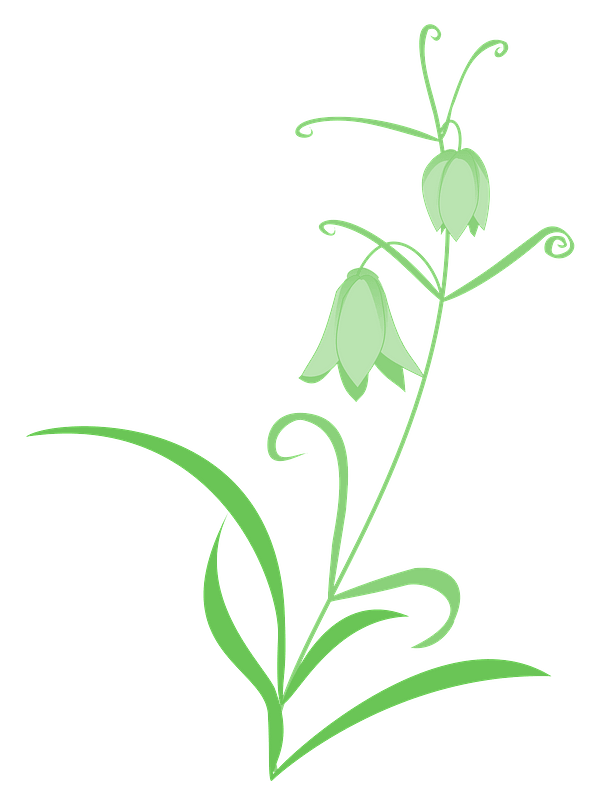 Lily of the valley