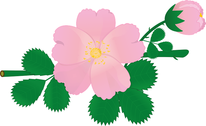 Pink roses branch