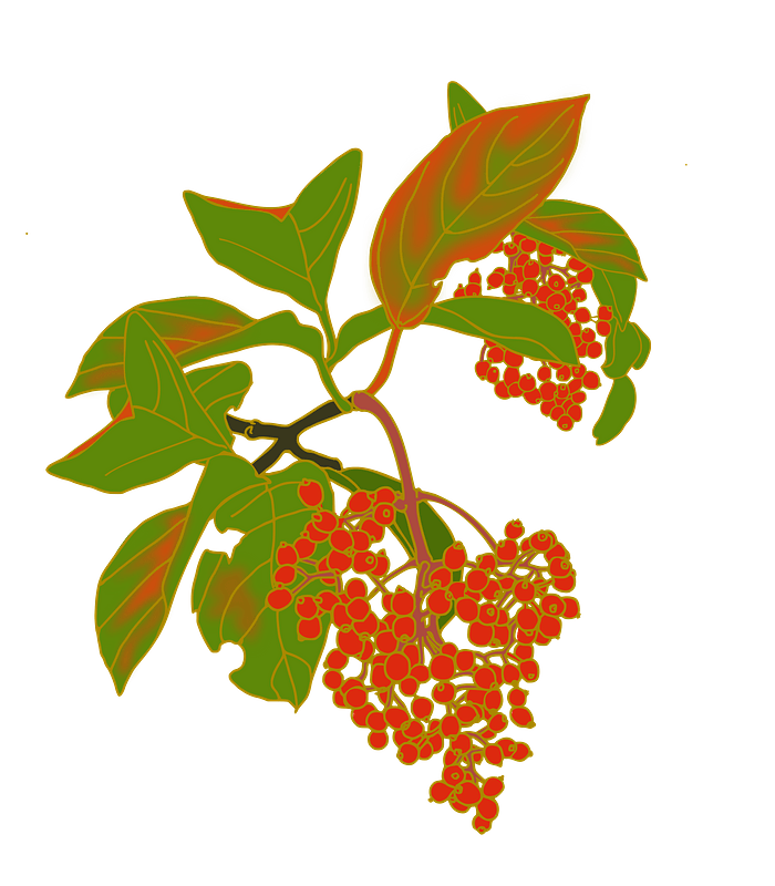 Red berries