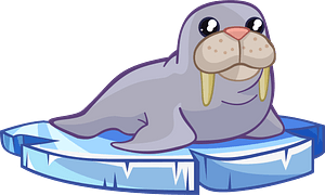 Walrus on ice