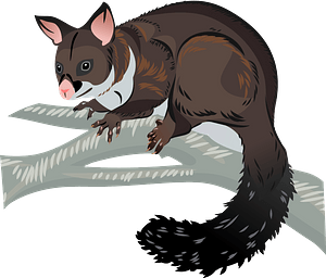 Brushtail Possum